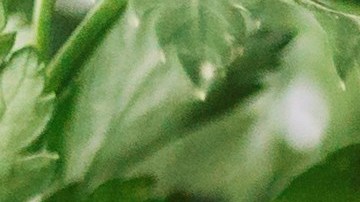 El cilantro es muy popular en la cocina latinoamericana. / Foto: Freepik