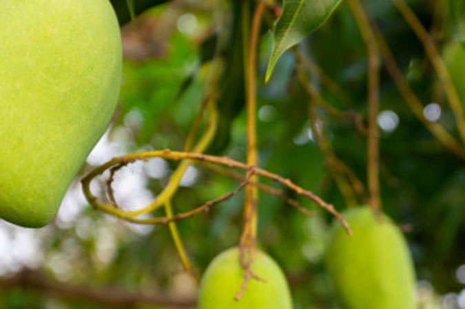 comer mango