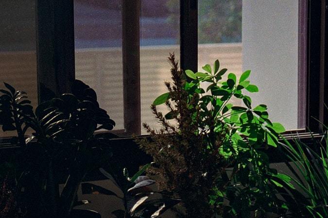 plantas en el cuarto