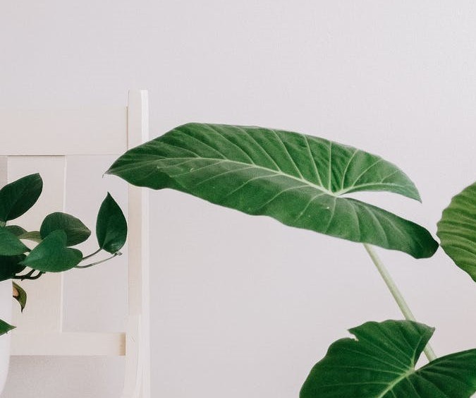 remedio casero contra el moho