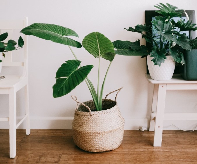 remedio casero contra el moho