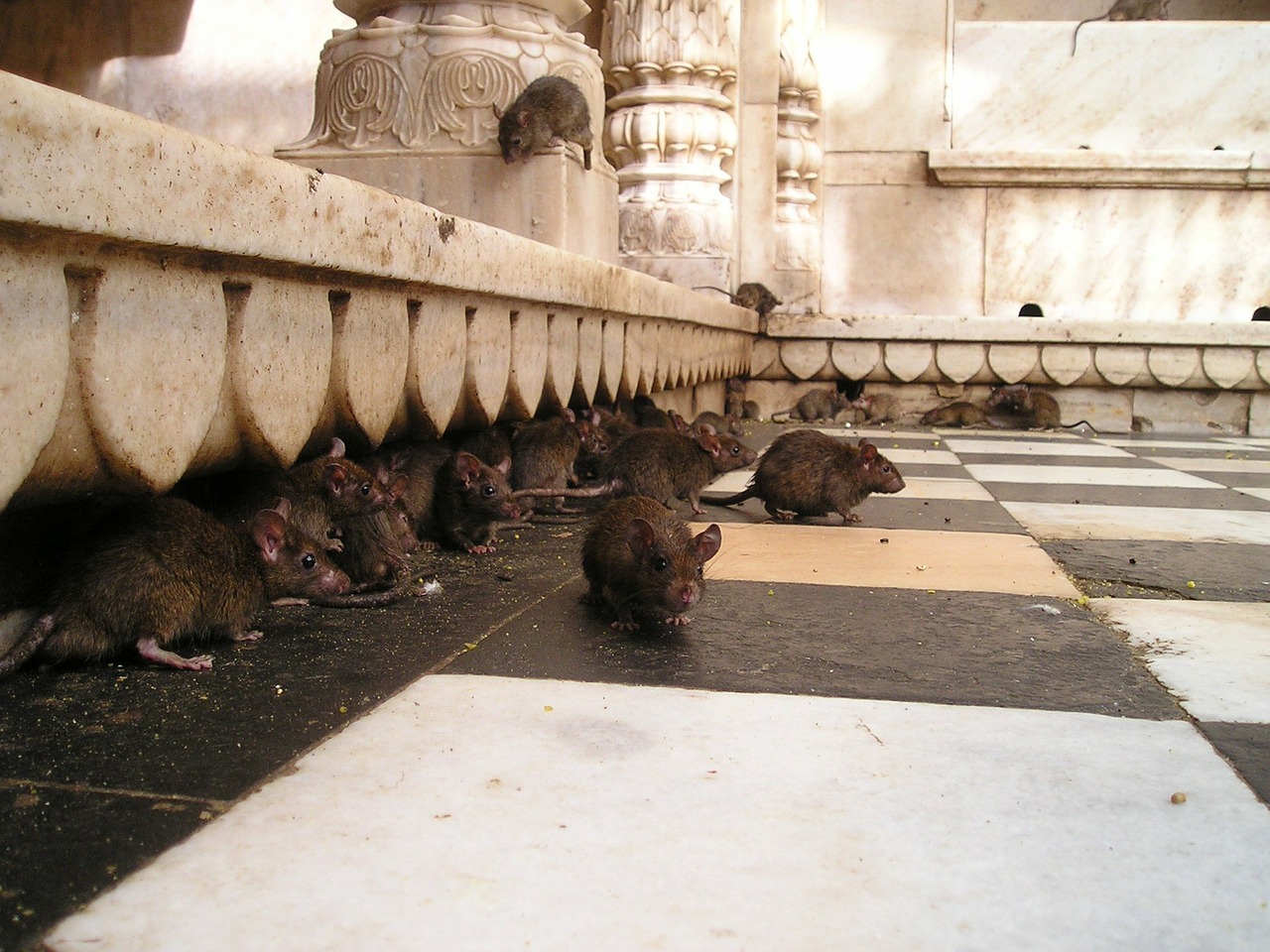 infestación de ratas