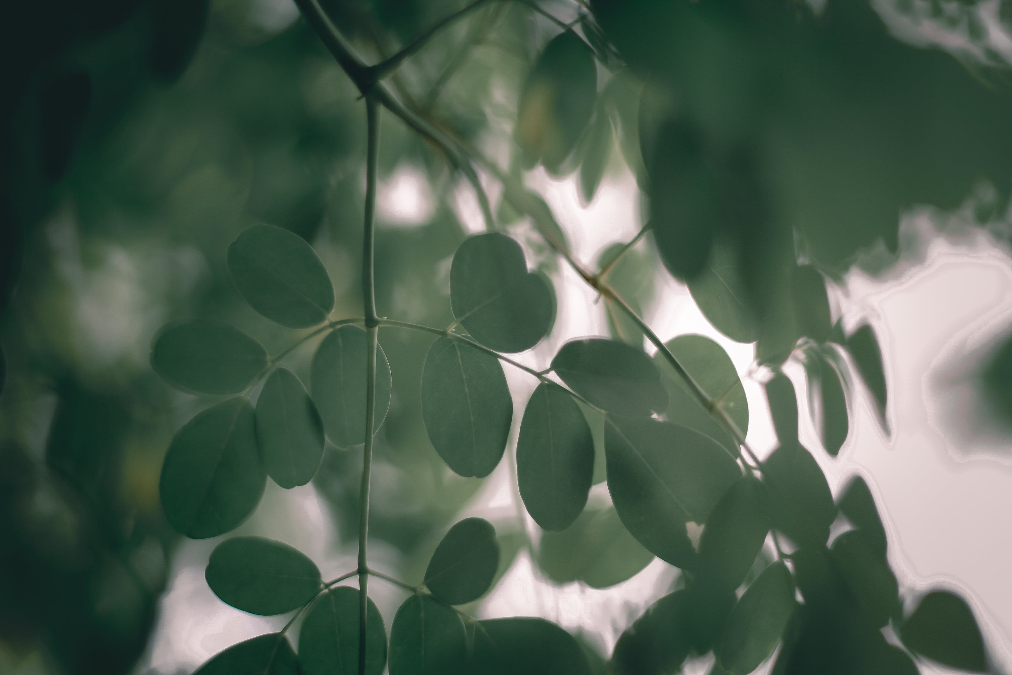 té de moringa