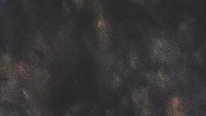 infestación de ratas