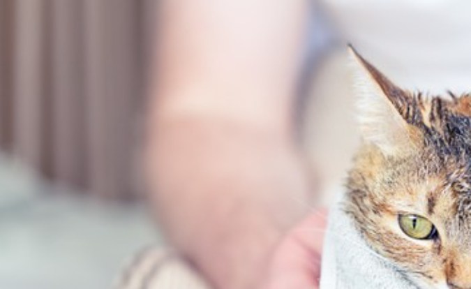 eliminar las pulgas de tu gato