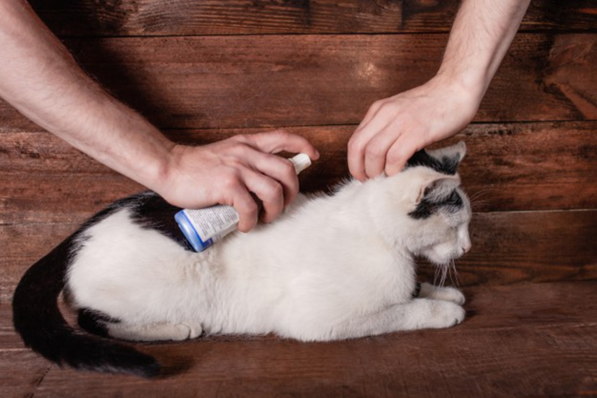 eliminar las pulgas de tu gato