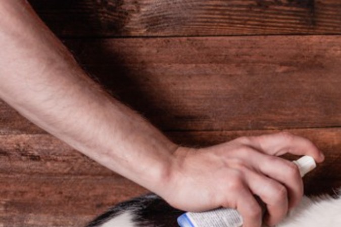 eliminar las pulgas de tu gato