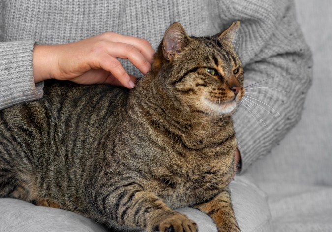 eliminar las pulgas de tu gato