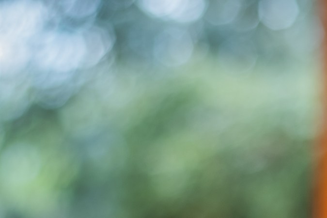 eliminar las pulgas de tu gato