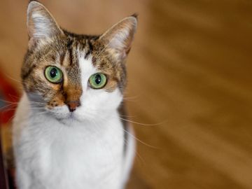 eliminar las pulgas de tu gato