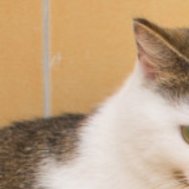 mi gato orina fuera de su casa