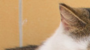 mi gato orina fuera de su casa