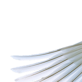 ángel