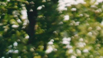 día de los hermanos