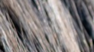 cómo eliminar las garrapatas