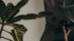 plantas para purificar el aire