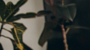 plantas para purificar el aire