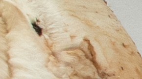 El estudio en el que se explica por qué incluir hongos en nuestra dieta puede reducir casi a la mitad el riesgo de desarrollar cáncer