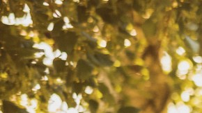 correr para bajar de peso