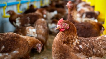gripe aviar en China