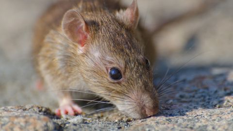 hantavirus