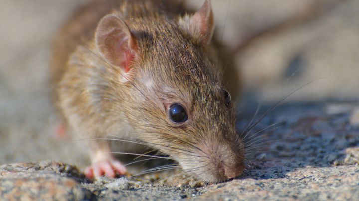 hantavirus
