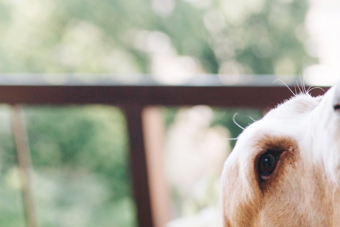 Día Nacional del Perro