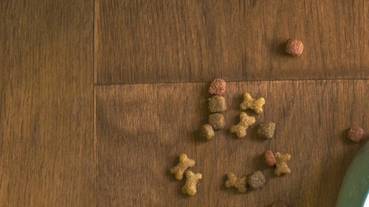 Día Nacional del Perro