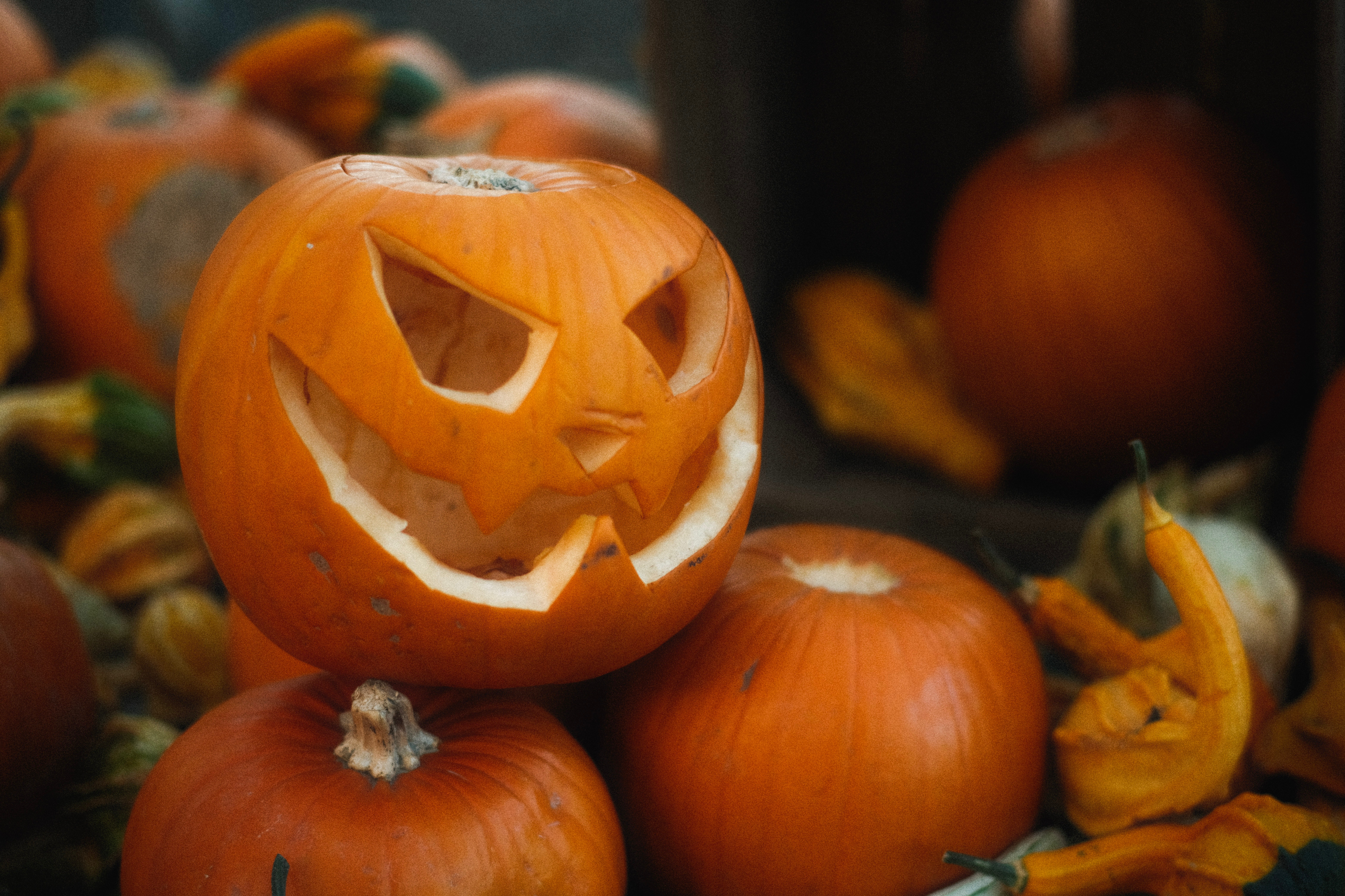 Halloween y Día de los Muertos-pexels