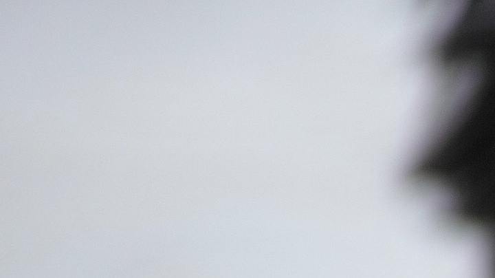 perros, gatos, diabetes, Estar Mejor