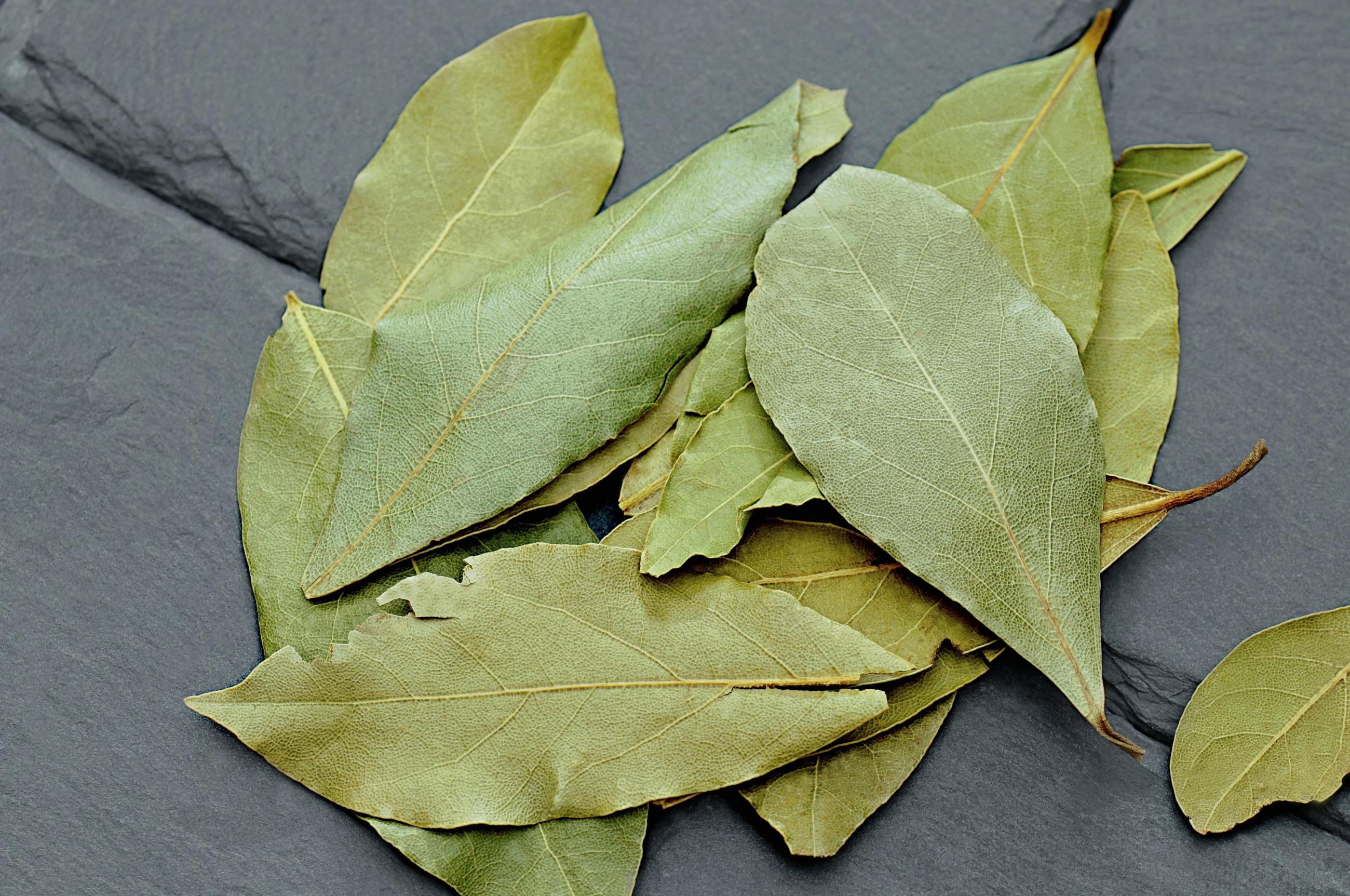 TRUCO LAUREL LIMPIAR  Echar una hoja de la laurel al cubo de la fregona:  ¿Para qué sirve?