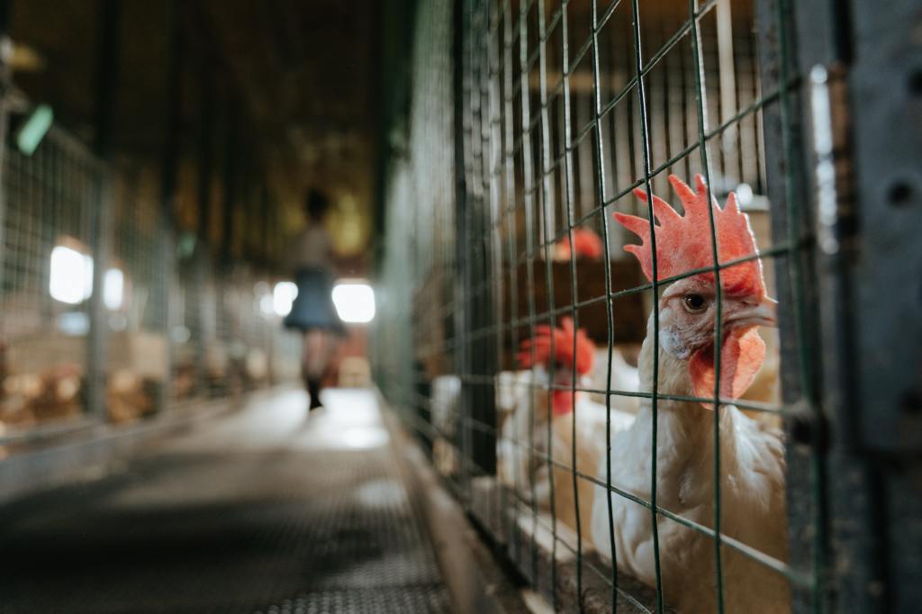 nueva cepa, grive aviar, H5N6, Estar Mejor