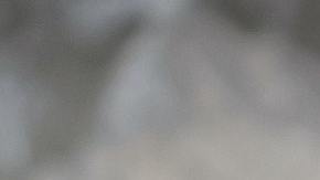 Nueces, alzheimer, Estar Mejor