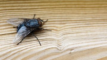 Cómo eliminar las moscas de la casa
