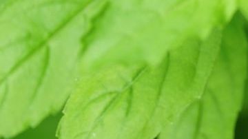 albahaca sagrada, COVID, tratamiento , Estar Mejor