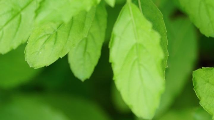 albahaca sagrada, COVID, tratamiento , Estar Mejor