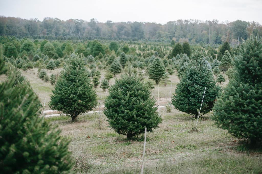 ¿Es mejor un árbol de navidad natural o uno artificial?