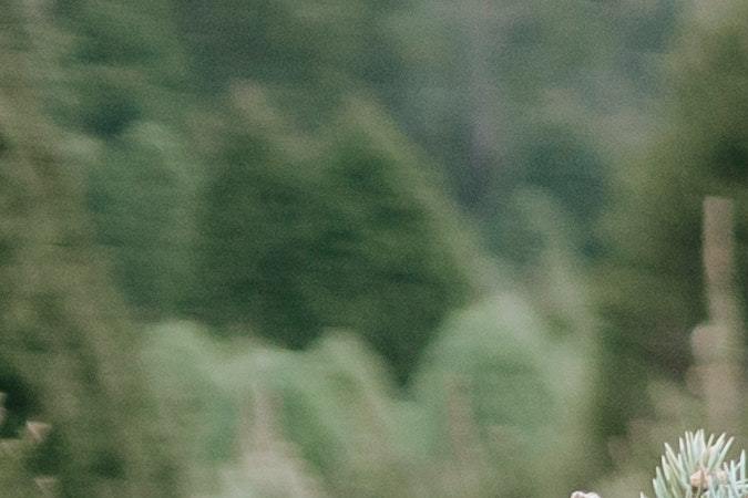 Tradición de ir con tus seres queridos, amigos o roomies a seleccionar un árbol para Navidad que les guste los beneficios para la salud mental son aún mayores