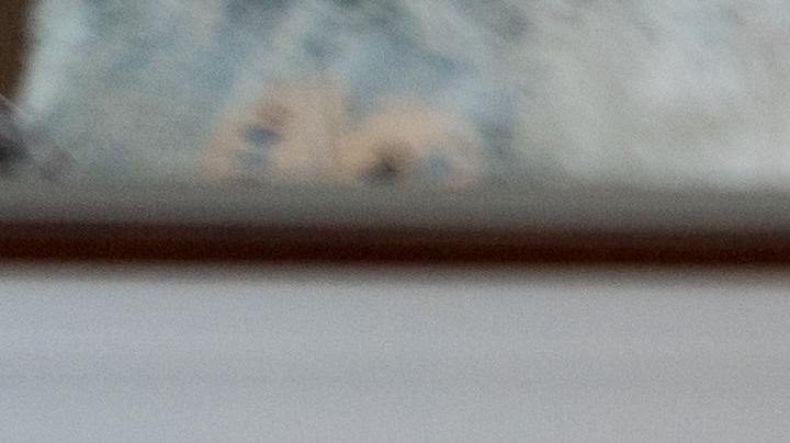 dolor muerte animal de compañía, duelo perro, duelo gato, Estar Mejor