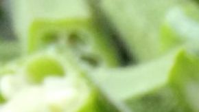 quimbombó, diabetes, Estar Mejor