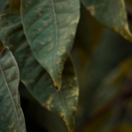 Cómo le digo a un chico que me gusta