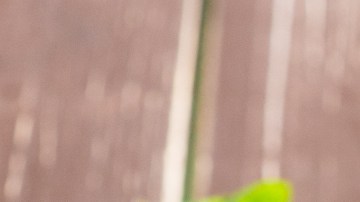 dieta de sopas y batidos