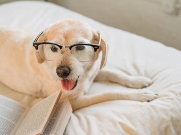 perros, idiomas, entendimiento, Estar Mejor