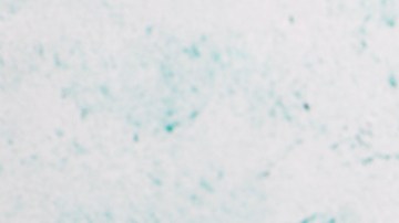 Cuál es el mejor té verde