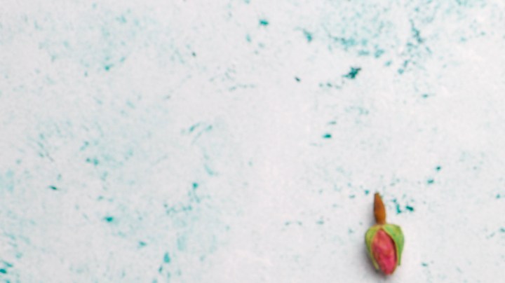 Cuál es el mejor té verde