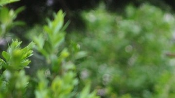 TDAH áreas verdes, Estar Mejor