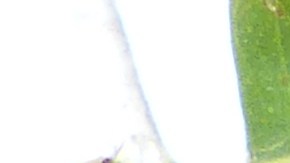 Camu Camu, cáncer, Estar Mejor