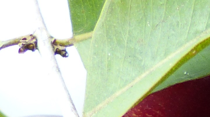 Camu Camu, cáncer, Estar Mejor