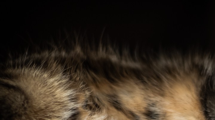 Día Internacional del Gato