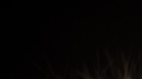 Día Internacional del Gato